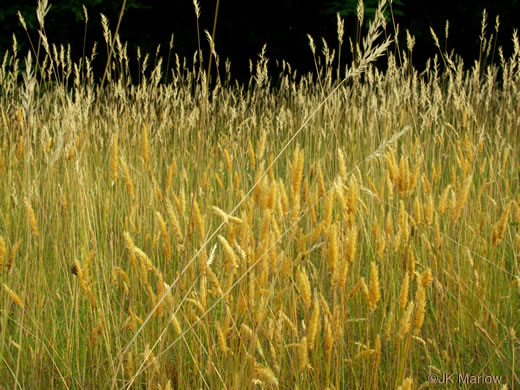 image of Anthoxanthum odoratum, Sweet Vernal Grass