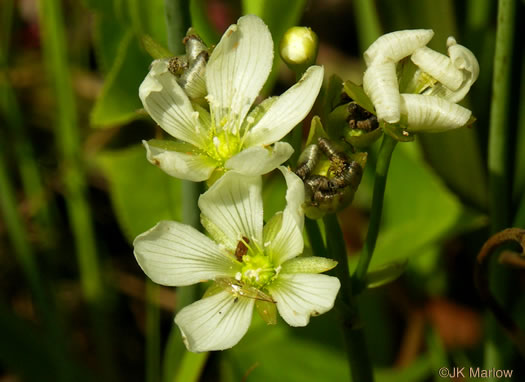 image of Dionaea muscipula, Venus Flytrap, Meadow Clam, Tippitiwitchet