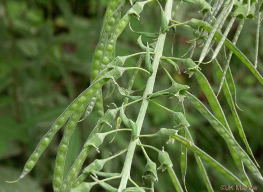 image of Thermopsis fraxinifolia, Ashleaf Golden-banner