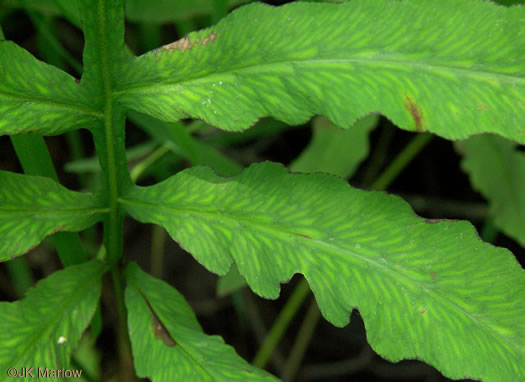 image of Onoclea sensibilis, Sensitive Fern, Bead Fern