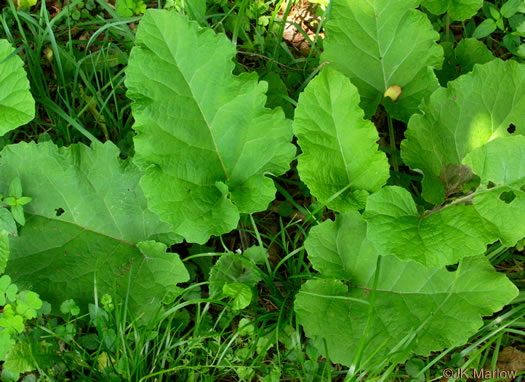 image of Arctium minus, Lesser Burdock, Common Burdock