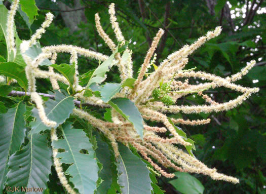 American Chestnut