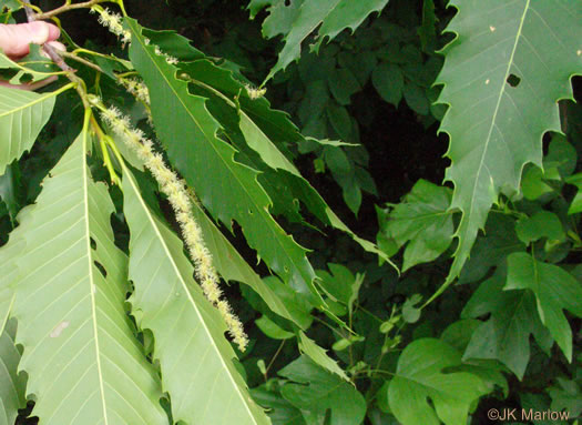 image of Castanea dentata, American Chestnut