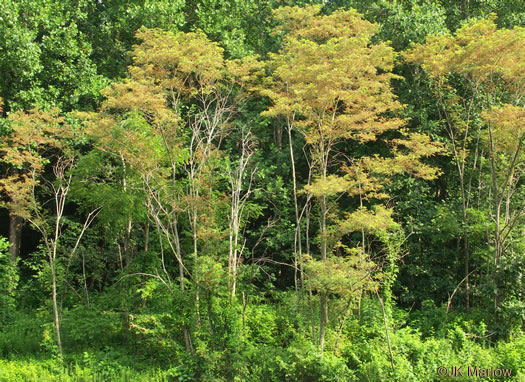 image of Robinia pseudoacacia, Black Locust