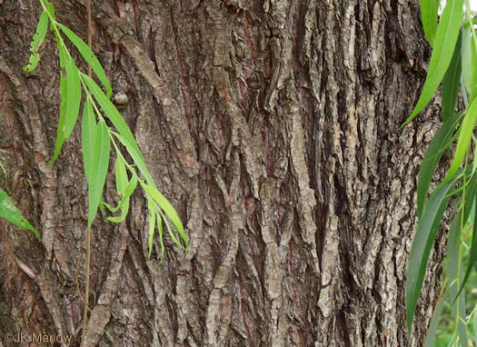 image of Salix babylonica, Weeping Willow