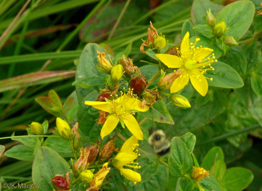 image of Hypericum graveolens, Mountain St. Johnswort