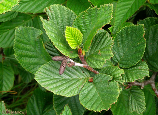 image of Alnus crispa, Green Alder, Mountain Alder