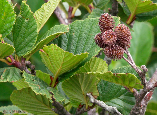 image of Alnus crispa, Green Alder, Mountain Alder