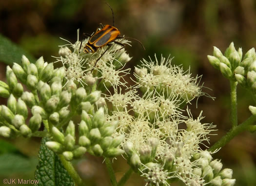 image of Eupatorium perfoliatum, Boneset