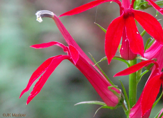 image of Lobelia cardinalis var. cardinalis, Cardinal Flower