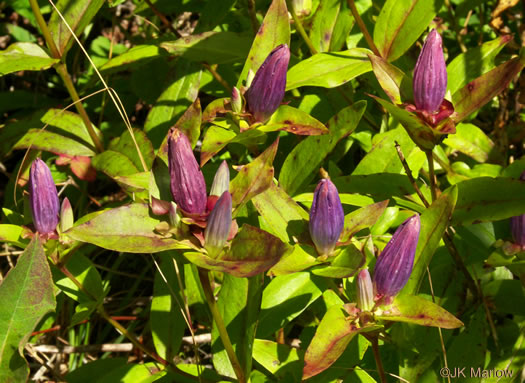 image of Gentiana clausa, Meadow Closed Gentian, Meadow Bottle Gentian