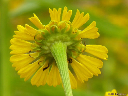 Helenium autumnale, Common Sneezeweed