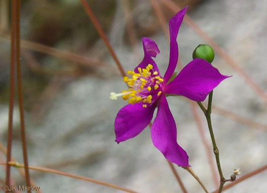 image of Phemeranthus mengesii, Menges' Fameflower, Large-flowered Fameflower, Menges' Rock-pink, Large-flowered Rock-pink