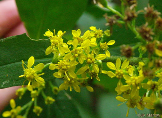 image of Solidago faucibus, Gorge Goldenrod