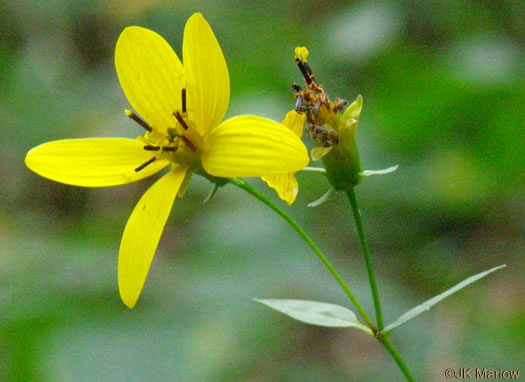 Broad-leaved Tickseed (Coreopsis latifolia)