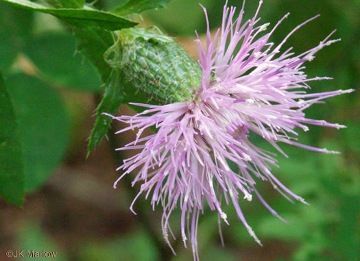 image of Cirsium altissimum, Tall Thistle