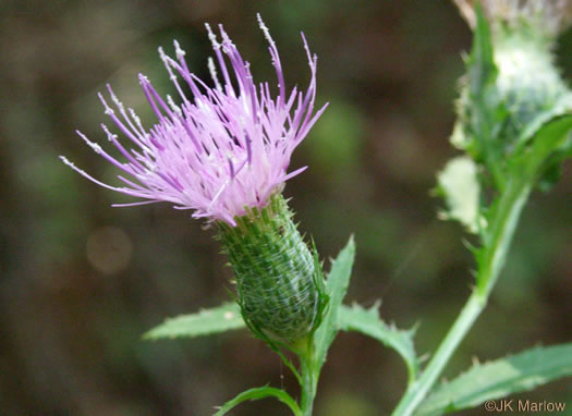 Cirsium altissimum, Tall Thistle