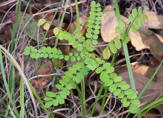 image of Amorpha herbacea var. herbacea, Leadplant, Dwarf Indigo-bush, Clusterspike Indigo-bush