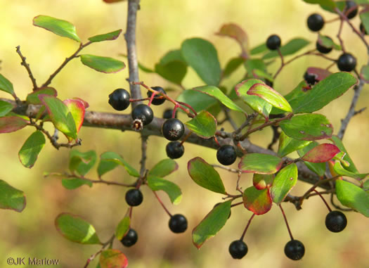 image of Vaccinium arboreum, Sparkleberry, Farkleberry