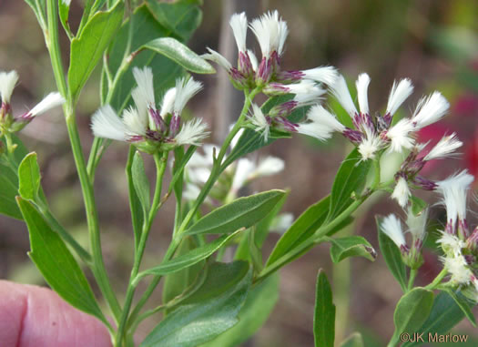 image of Baccharis halimifolia, Silverling, Groundsel-tree, Consumption-weed, Sea-myrtle