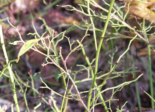 image of Vaccinium pallidum, Hillside Blueberry, Dryland Blueberry, Upland Low Blueberry, Lowbush Blueberry