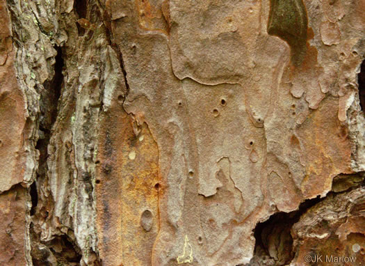 image of Pinus echinata, Shortleaf Pine, Yellow Pine, Rosemary Pine