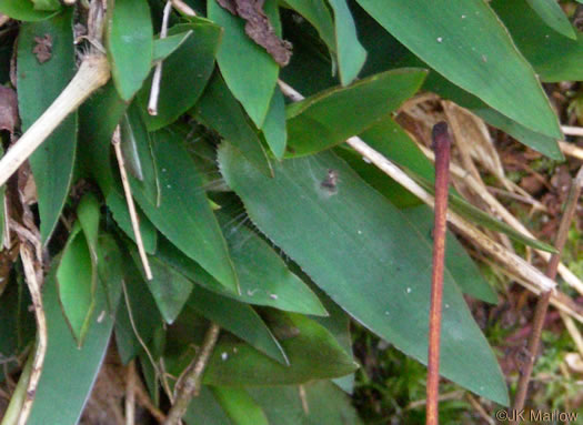 image of Dichanthelium dichotomum var. dichotomum, Forked Witchgrass