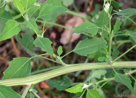 image of Chenopodium album var. album, Lambsquarters, Pigweed