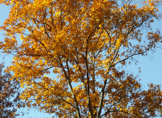 image of Quercus velutina, Black Oak