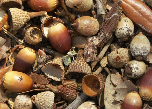 image of Quercus virginiana, Live Oak, Southern Live Oak