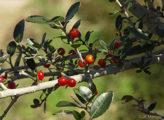 image of Ilex vomitoria, Yaupon Holly, Yaupon