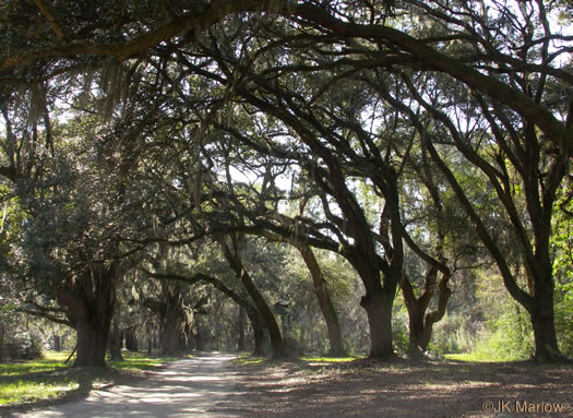 image of Quercus virginiana, Live Oak, Southern Live Oak