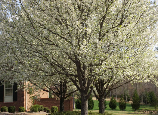 image of Pyrus calleryana, Bradford Pear, Callery Pear