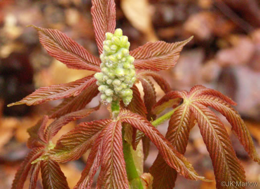 image of Aesculus sylvatica, Painted Buckeye