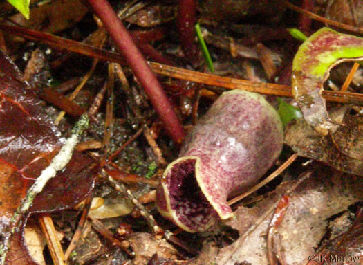 image of Hexastylis shuttleworthii, Large-flower Heartleaf, Wild Ginger