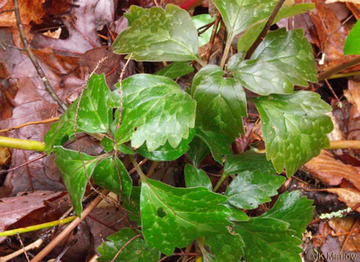 image of Pachysandra procumbens, Allegheny-spurge, Mountain Pachysandra