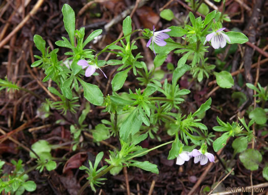 image of Viola rafinesquei, Johnny Jump-up, American Field Pansy, Wild Pansy