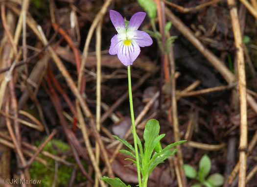 image of Viola rafinesquei, Johnny Jump-up, American Field Pansy, Wild Pansy