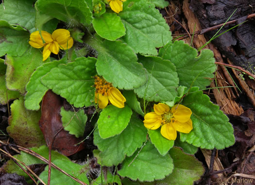 image of Chrysogonum repens, Carolina Green-and-gold