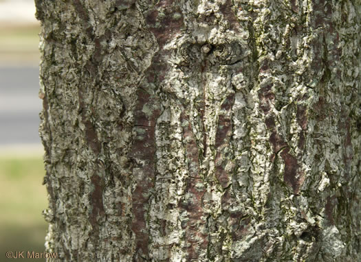 image of Quercus acutissima, Sawtooth Oak