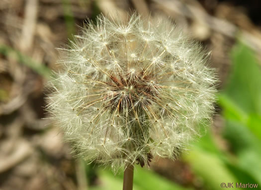 image of Taraxacum officinale, Common Dandelion