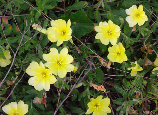 image of Oenothera drummondii, Beach Evening Primrose, Drummond's Evening Primrose