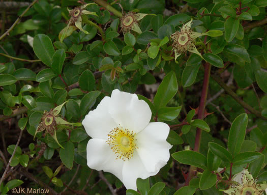 image of Rosa laevigata, Cherokee Rose