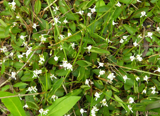 image of Viola primulifolia, Primrose-leaf Violet