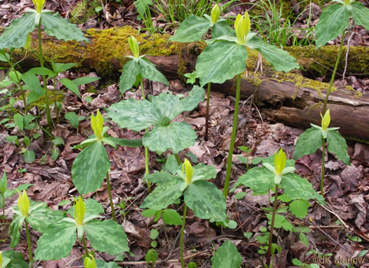 image of Trillium luteum, Yellow Trillium, Yellow Toadshade, Lemon-scented Trillium, Wax Trillium