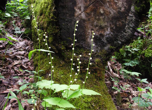 Mitella diphylla, Two-leaved Miterwort, Bishop's Cap