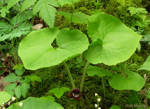 image of Asarum acuminatum, Acuminate Wild Ginger