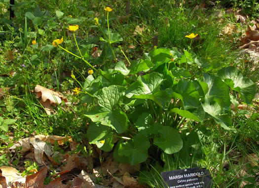 image of Caltha palustris var. palustris, Marsh-marigold, Cowslip