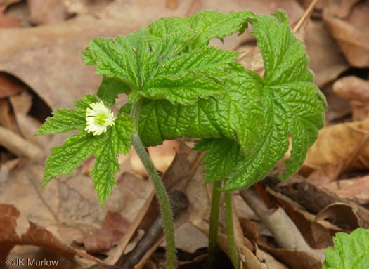 image of Hydrastis canadensis, Goldenseal