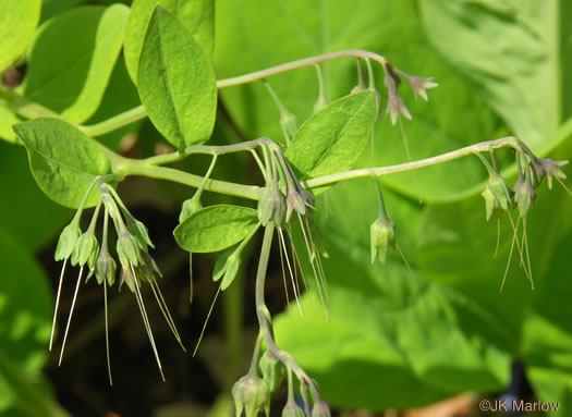 image of Mertensia virginica, Virginia Bluebells, Virginia Cowslip